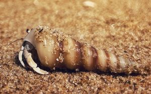 Preview wallpaper crab, shell, sand, macro