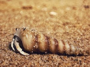 Preview wallpaper crab, shell, sand, macro