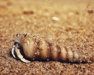 Preview wallpaper crab, shell, sand, macro