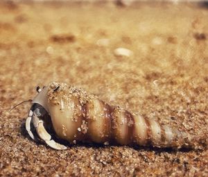 Preview wallpaper crab, shell, sand, macro