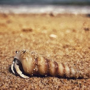 Preview wallpaper crab, shell, sand, macro