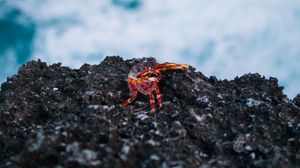 Preview wallpaper crab, stone, coast, ocean