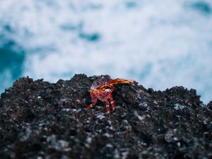 Preview wallpaper crab, stone, coast, ocean