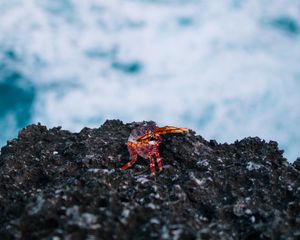 Preview wallpaper crab, stone, coast, ocean