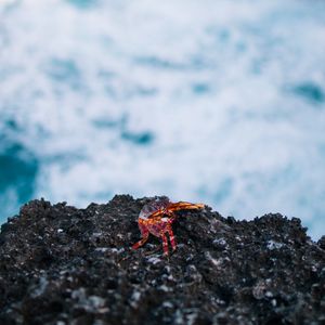Preview wallpaper crab, stone, coast, ocean