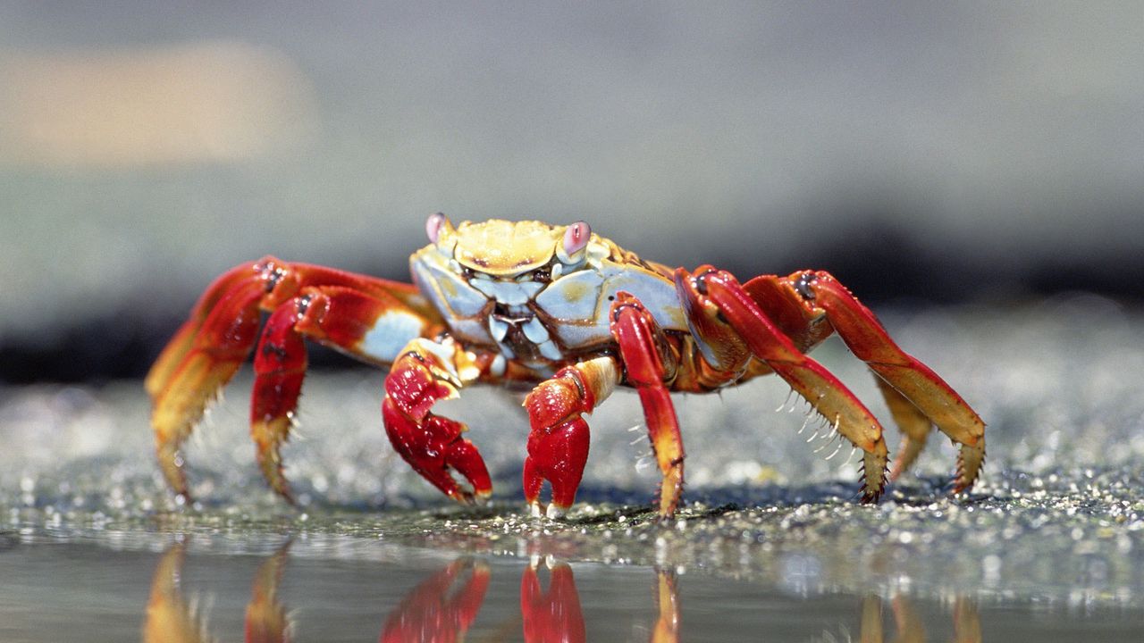 Wallpaper crab, water, claws