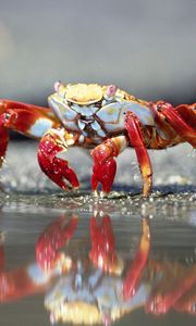 Preview wallpaper crab, water, claws