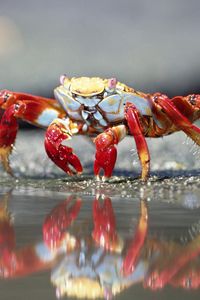 Preview wallpaper crab, water, claws