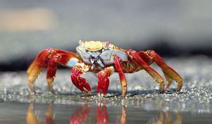 Preview wallpaper crab, water, claws