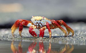 Preview wallpaper crab, water, claws