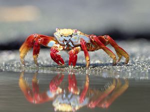 Preview wallpaper crab, water, claws