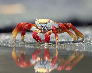 Preview wallpaper crab, water, claws