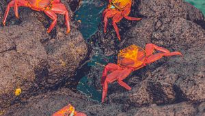 Preview wallpaper crabs, sea, stones