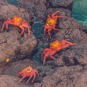 Preview wallpaper crabs, sea, stones