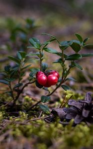 Preview wallpaper cranberries, berries, close-up