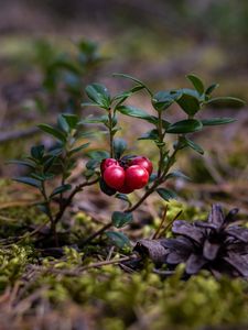 Preview wallpaper cranberries, berries, close-up