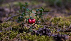 Preview wallpaper cranberries, berries, close-up