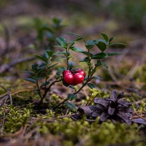 Preview wallpaper cranberries, berries, close-up