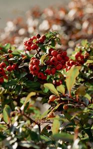 Preview wallpaper cranberries, berries, leaves, branches, macro