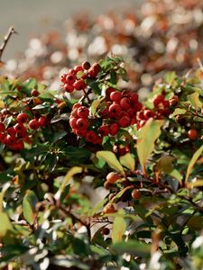 Preview wallpaper cranberries, berries, leaves, branches, macro