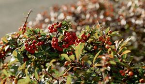 Preview wallpaper cranberries, berries, leaves, branches, macro