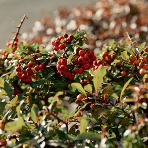 Preview wallpaper cranberries, berries, leaves, branches, macro