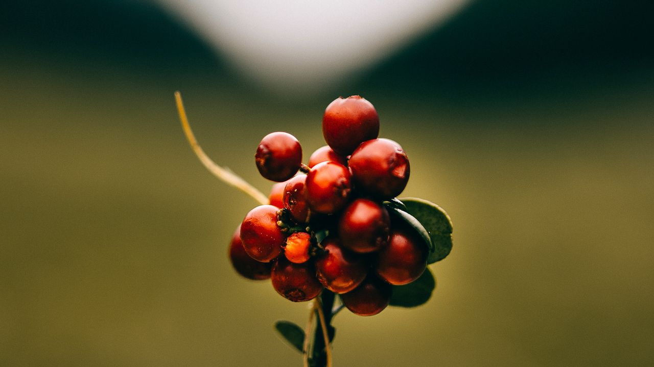 Wallpaper cranberries, berries, macro, red, bunch