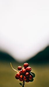 Preview wallpaper cranberries, berries, macro, red, bunch