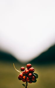 Preview wallpaper cranberries, berries, macro, red, bunch