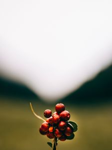 Preview wallpaper cranberries, berries, macro, red, bunch