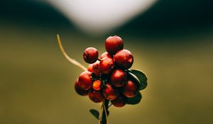 Preview wallpaper cranberries, berries, macro, red, bunch