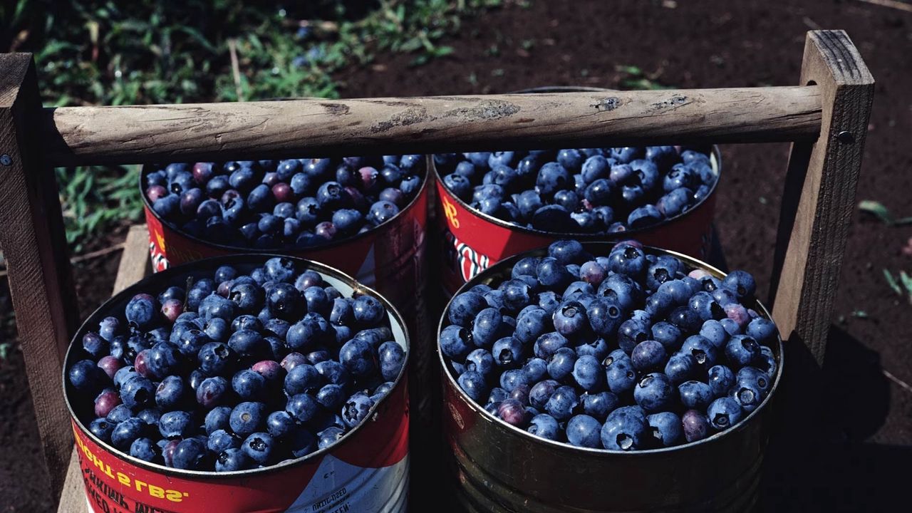 Wallpaper cranberries, buckets, berry