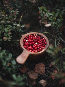 Preview wallpaper cranberry, berry, fruit, grasses, plant