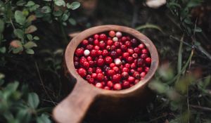 Preview wallpaper cranberry, berry, fruit, grasses, plant