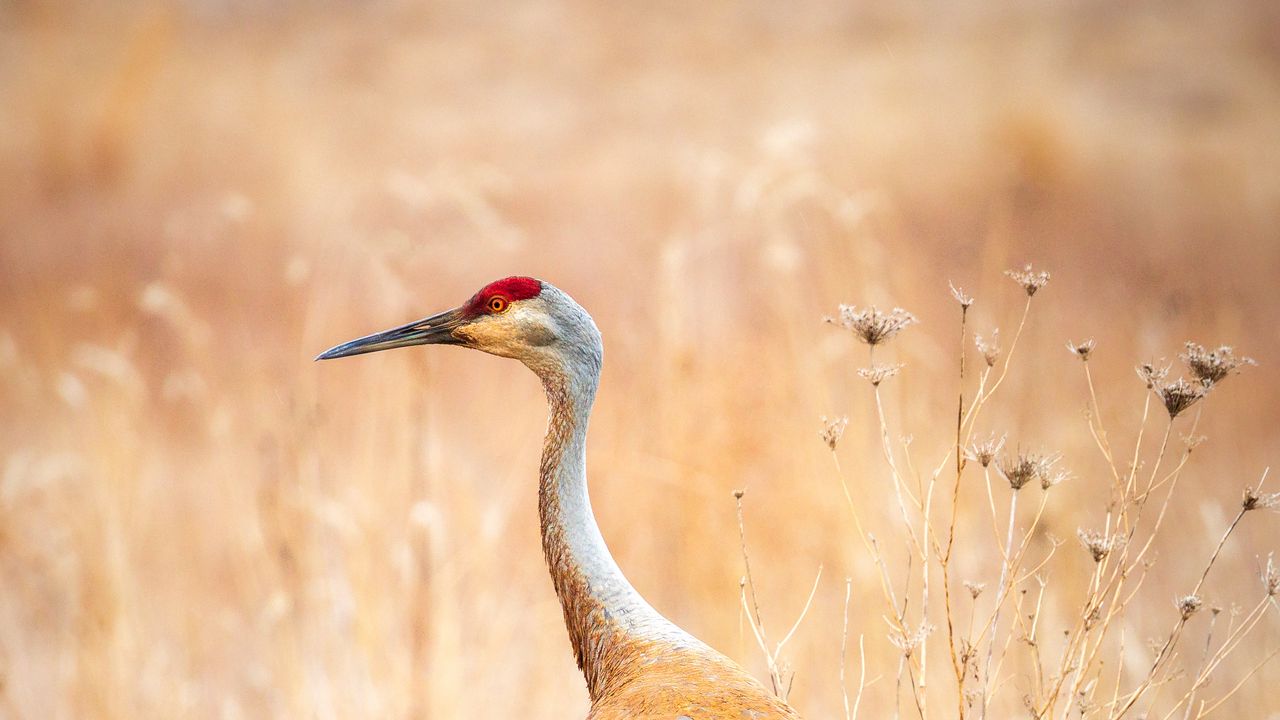 Wallpaper crane, bird, field, grass, wildlife