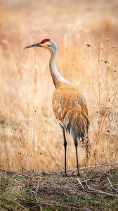 Preview wallpaper crane, bird, field, grass, wildlife