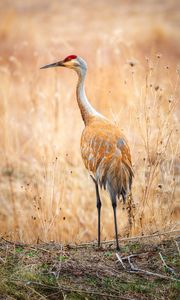 Preview wallpaper crane, bird, field, grass, wildlife