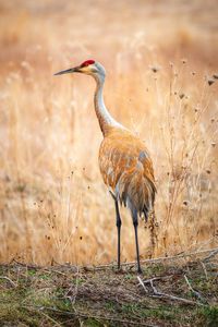 Preview wallpaper crane, bird, field, grass, wildlife