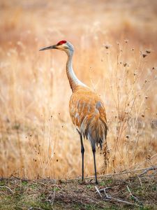 Preview wallpaper crane, bird, field, grass, wildlife