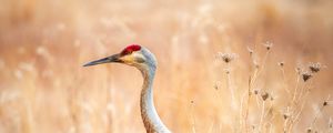 Preview wallpaper crane, bird, field, grass, wildlife