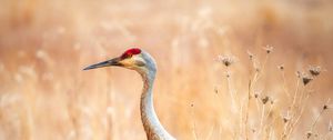 Preview wallpaper crane, bird, field, grass, wildlife