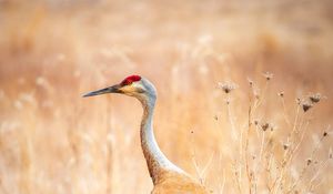 Preview wallpaper crane, bird, field, grass, wildlife