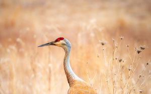 Preview wallpaper crane, bird, field, grass, wildlife