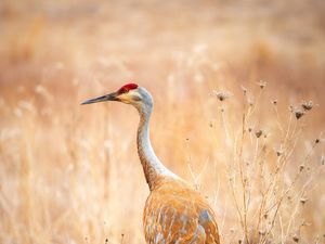 Preview wallpaper crane, bird, field, grass, wildlife