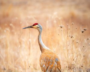 Preview wallpaper crane, bird, field, grass, wildlife