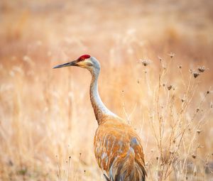 Preview wallpaper crane, bird, field, grass, wildlife