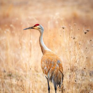 Preview wallpaper crane, bird, field, grass, wildlife