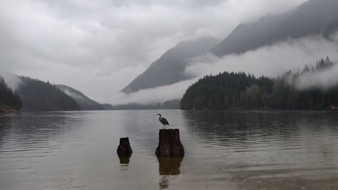 Wallpaper crane, bird, lake, fog, mountains