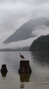 Preview wallpaper crane, bird, lake, fog, mountains