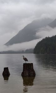 Preview wallpaper crane, bird, lake, fog, mountains